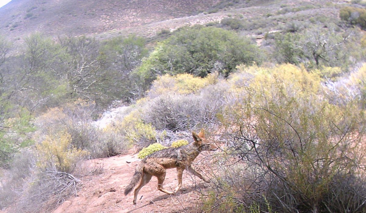 Black Backed Jackal at Montevue Nature Farm